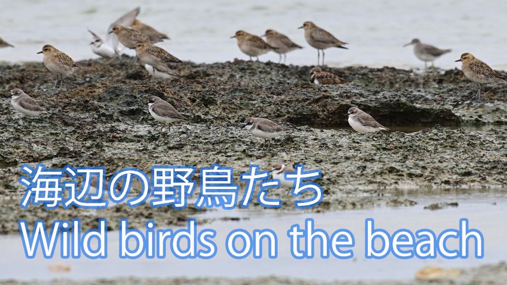 海辺の野鳥たち Wild birds on the beach