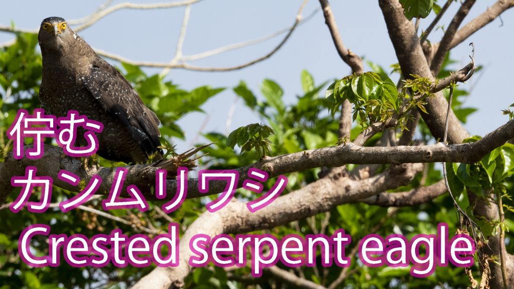 【佇む】 カンムリワシ Crested serpent eagle