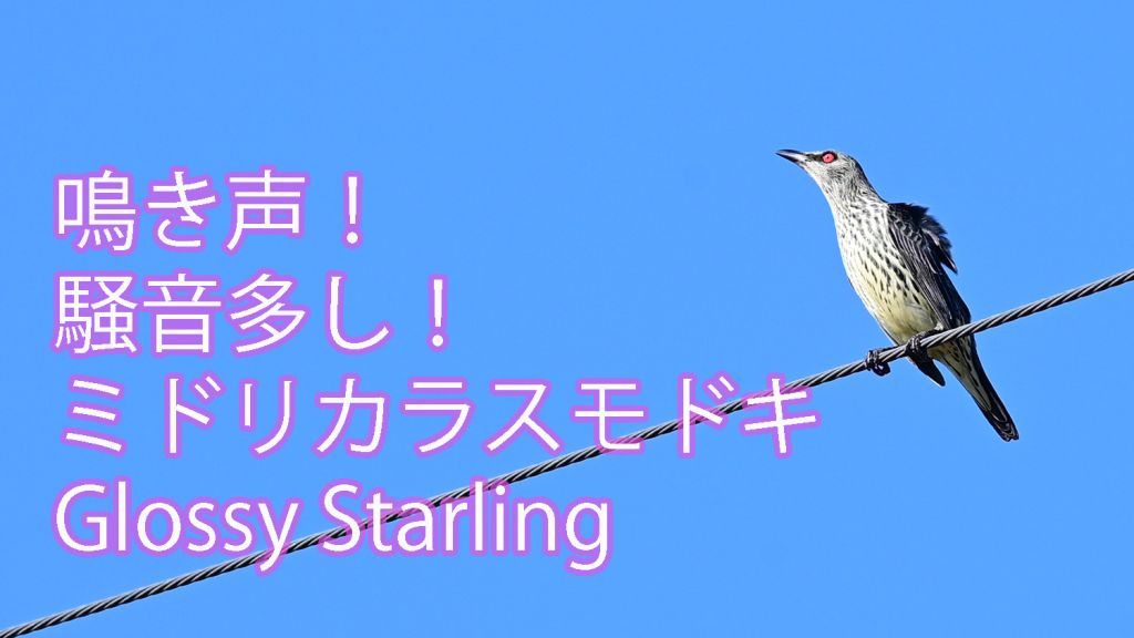 【鳴き声！騒音多し！】 ミドリカラスモドキ Glossy Starling