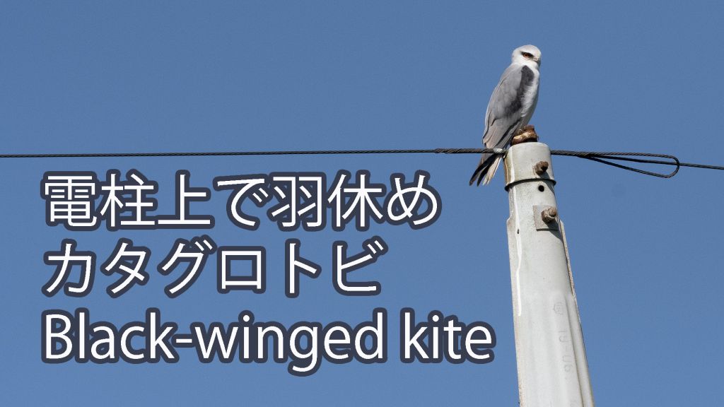 【電柱上で羽休め】 カタグロトビ Black-winged kite