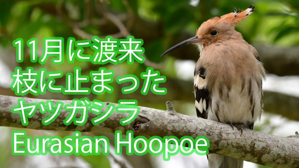 【11月に渡来！！】 枝に止まったヤツガシラ Eurasian Hoopoe