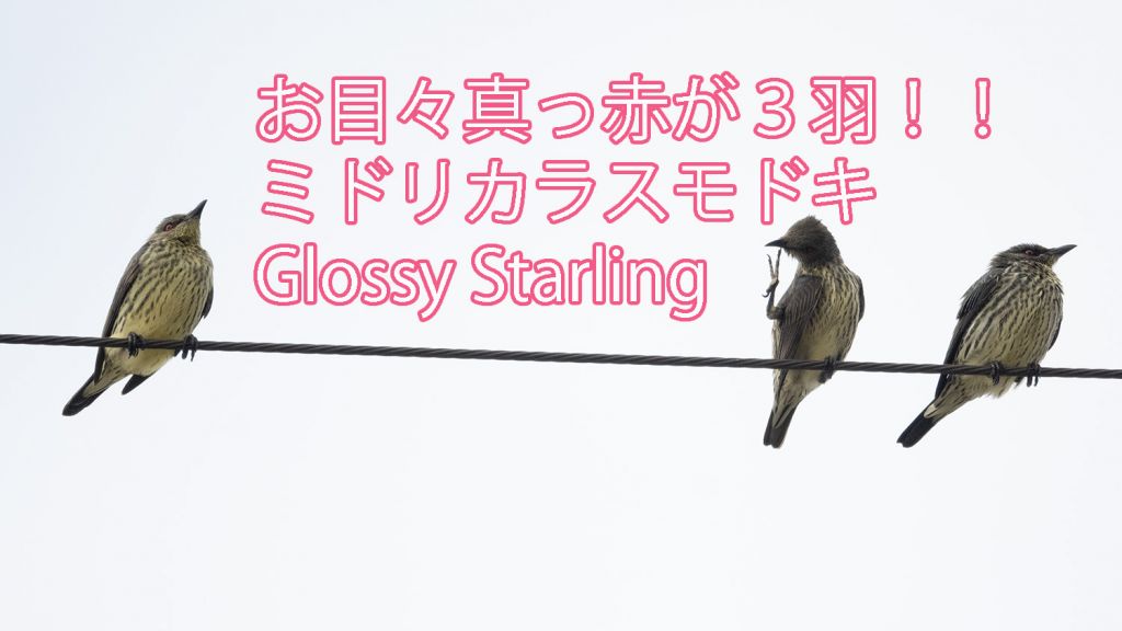 【お目々真っ赤が３羽！！】ミドリカラスモドキ Glossy Starling