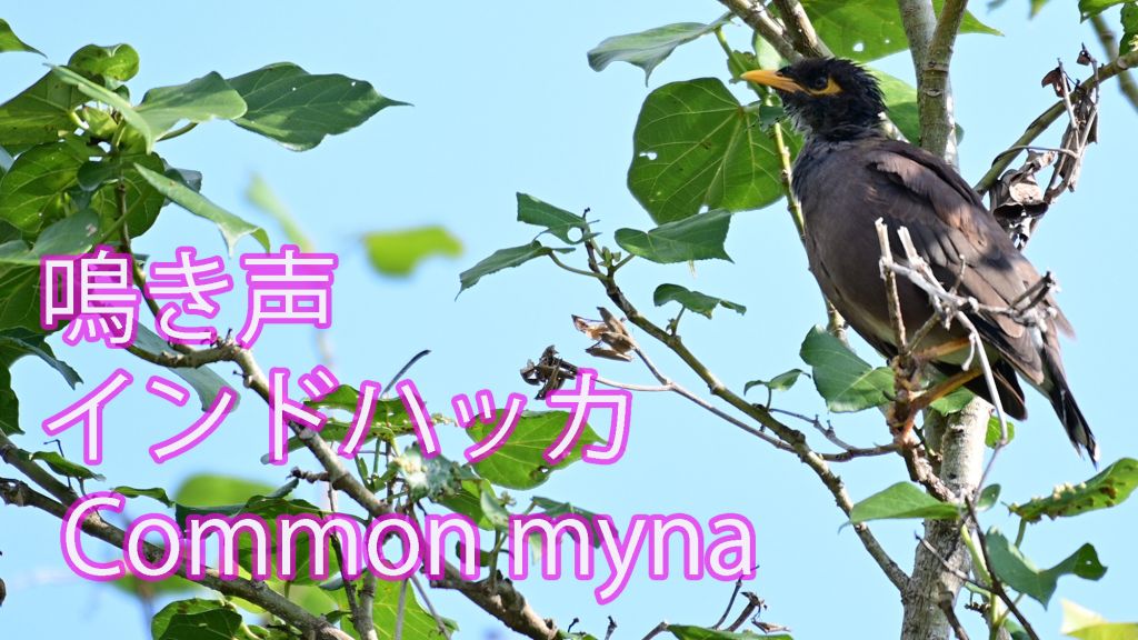 【鳴き声】インドハッカ Common myna