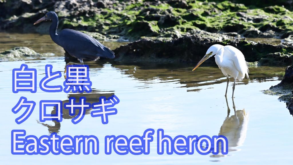【白と黒】クロサギ Eastern reef heron