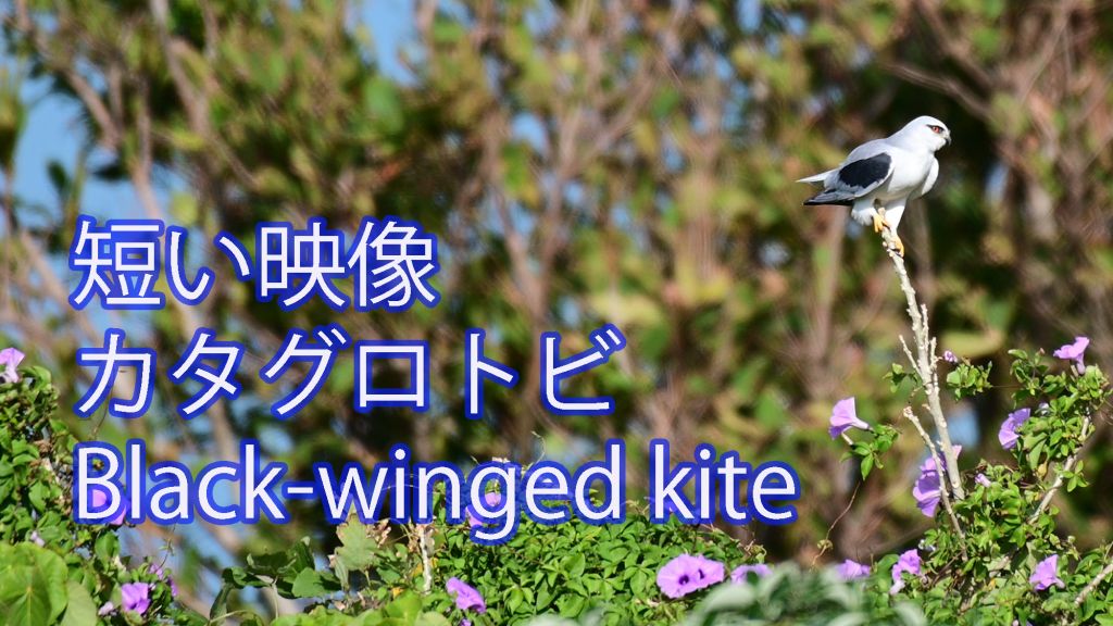【短い映像】 枝止まりのカタグロトビ Black-winged kite