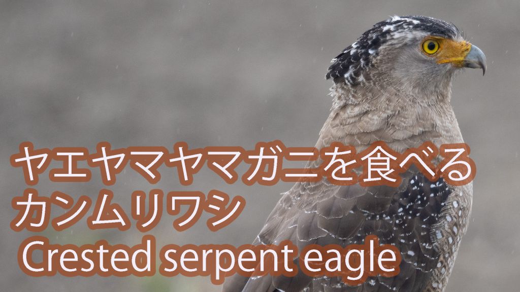 【お食事中】 ヤエヤマヤマガニを食べるカンムリワシ Crested serpent eagle