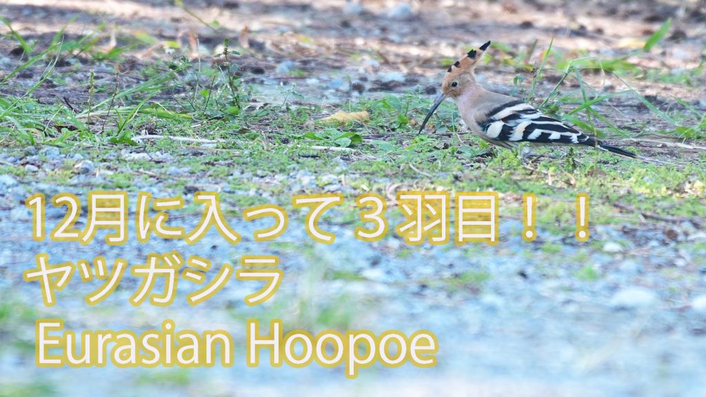 【また出会えた！！】 ヤツガシラ  Eurasian Hoopoe