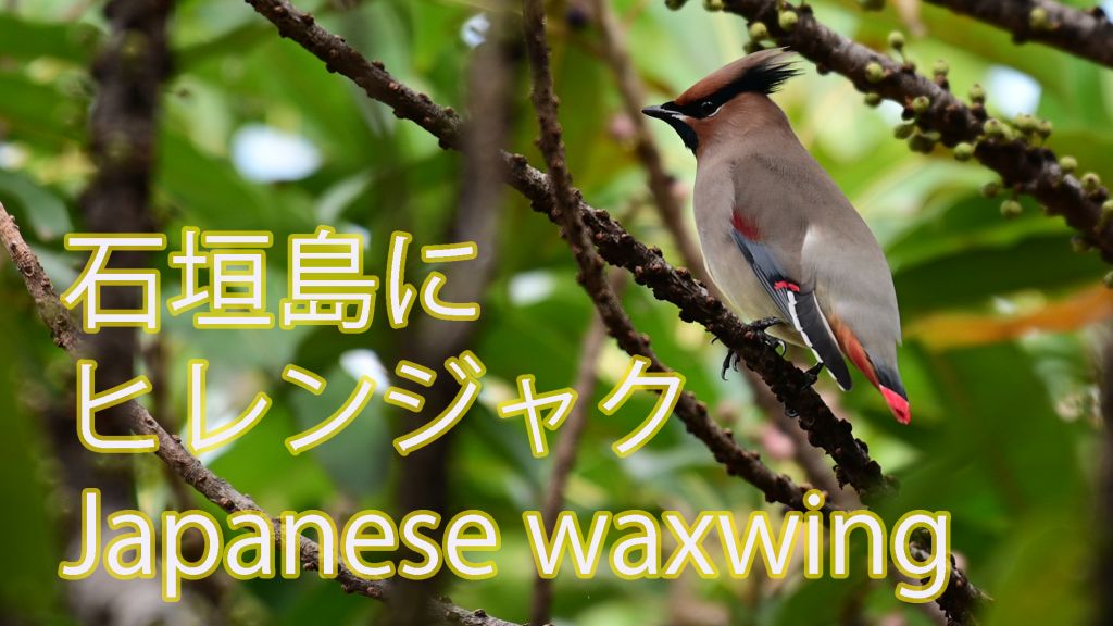 【石垣島では数少ない渡鳥】 ヒレンジャク Japanese waxwing