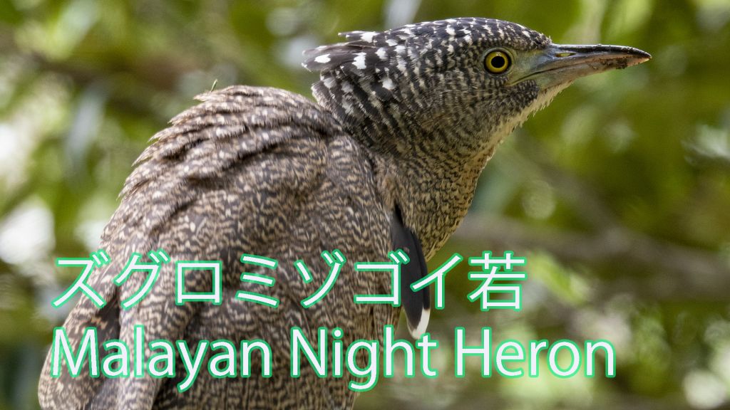 【枝止まり】 ズグロミゾゴイ若 Malayan Night Heron