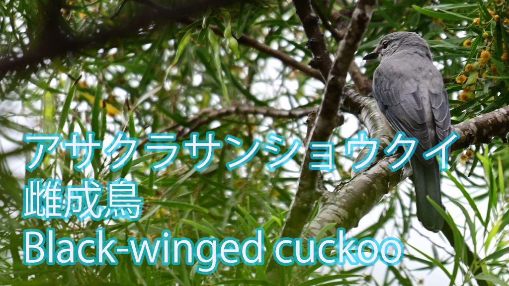 【今年も渡来！！】アサクラサンショウクイ雌成鳥 Black-winged cuckoo