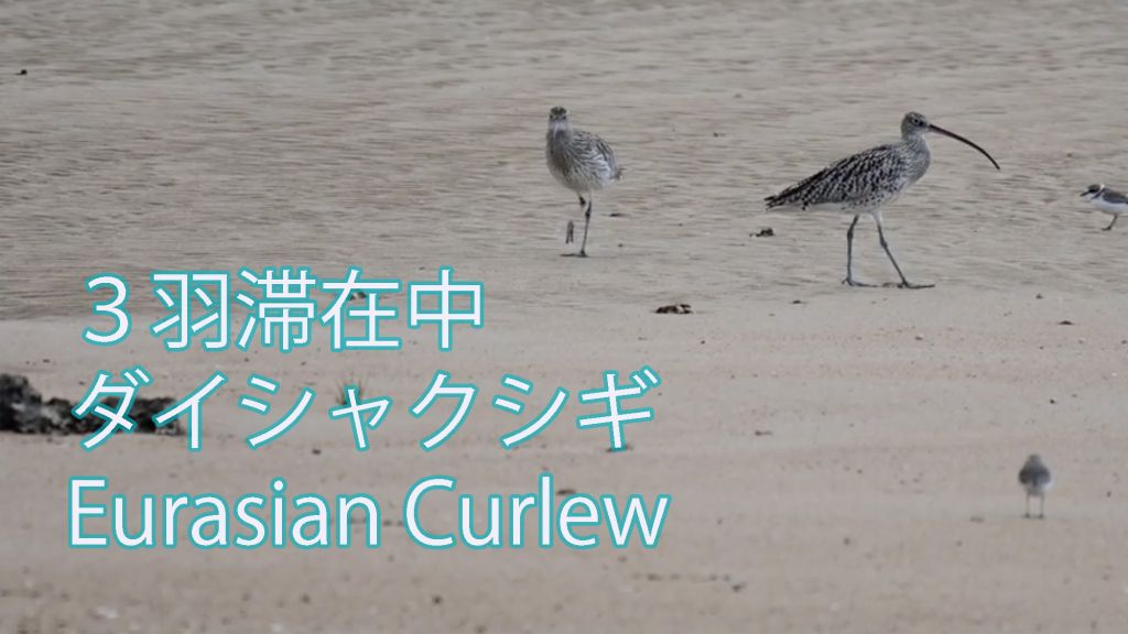 【３羽滞在中】 ダイシャクシギ Eurasian Curlew