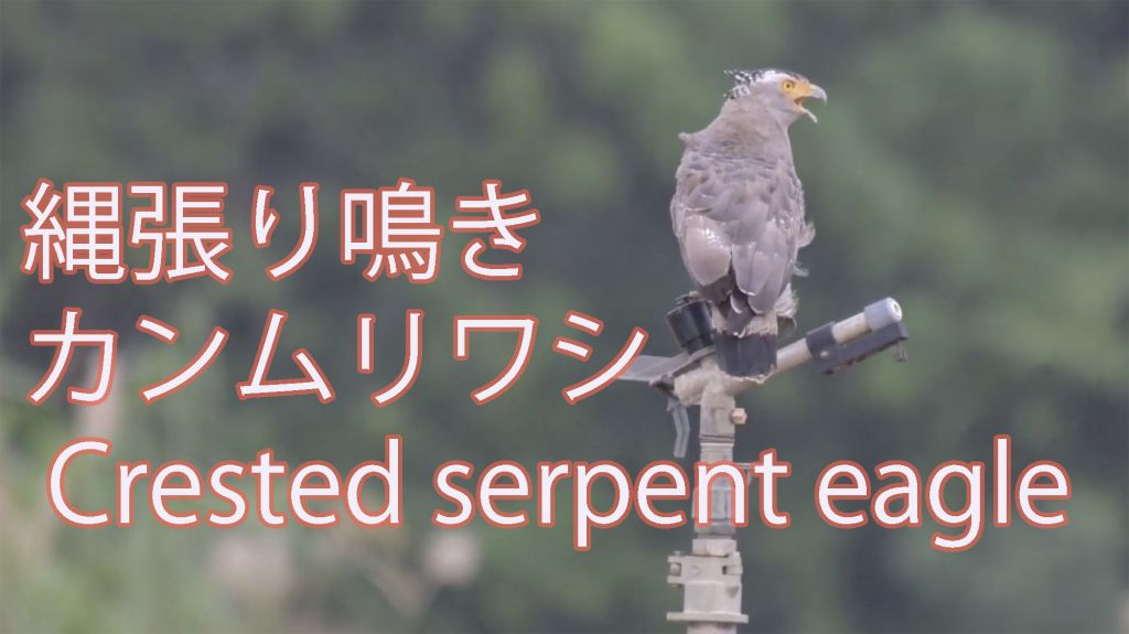 【縄張り鳴き】カンムリワシ鳴き声 Crested serpent eagle