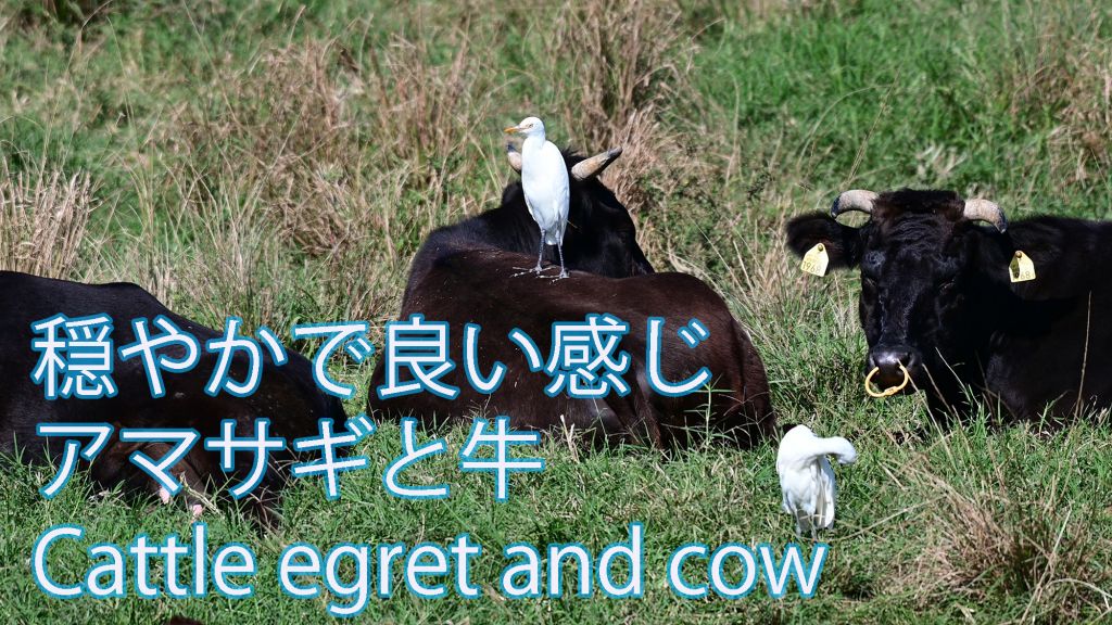 【穏やかで良い感じ】 アマサギと牛 Cattle egret and cow
