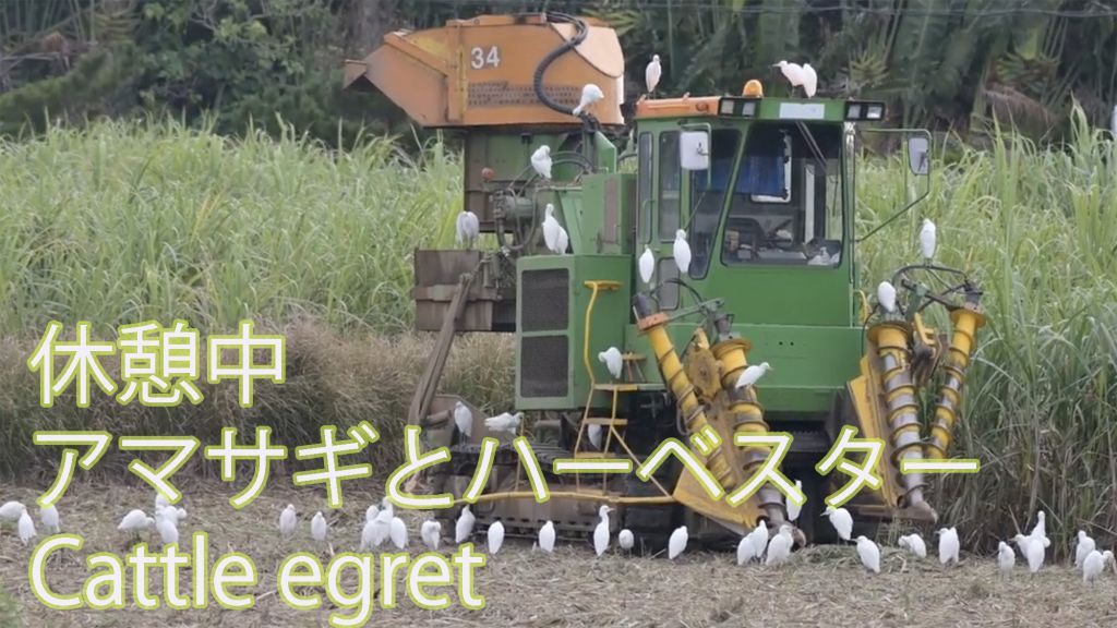 【休憩中】 アマサギとハーベスター Cattle egret
