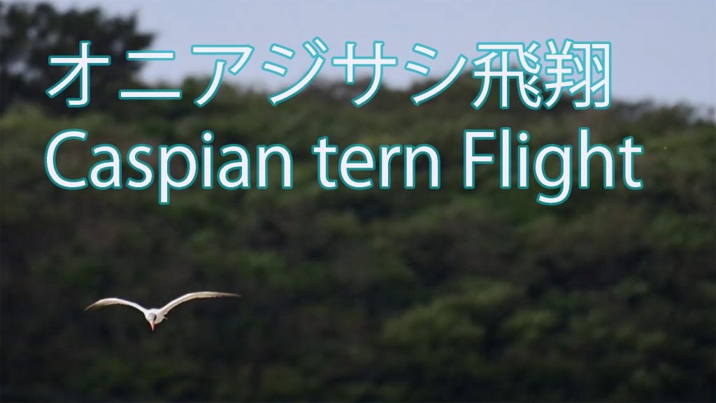 【手持ちで飛翔撮影】 オニアジサシ飛翔 Caspian tern flight