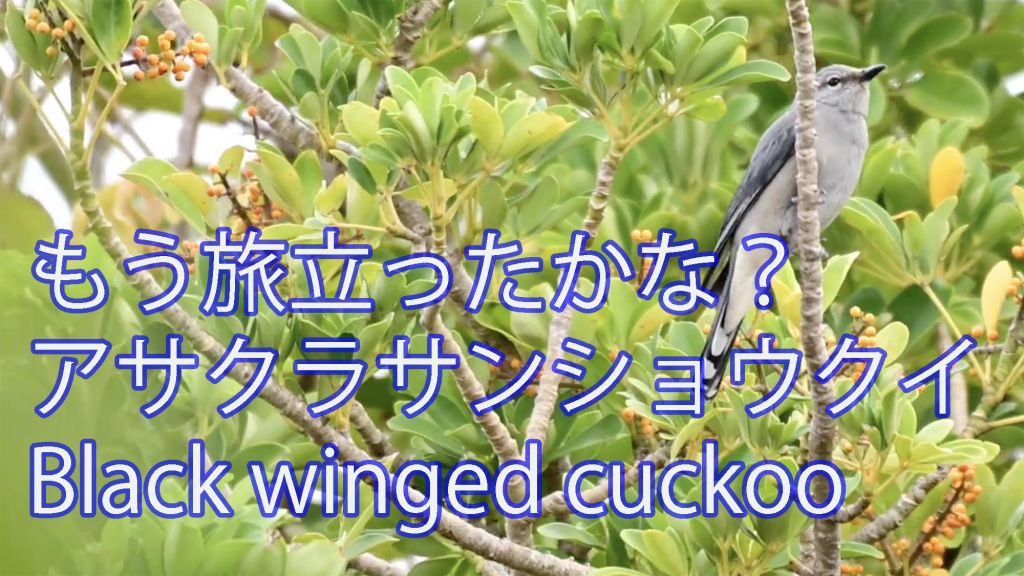 【旅立ったかな？】 アサクラサンショウクイ Black winged cuckoo