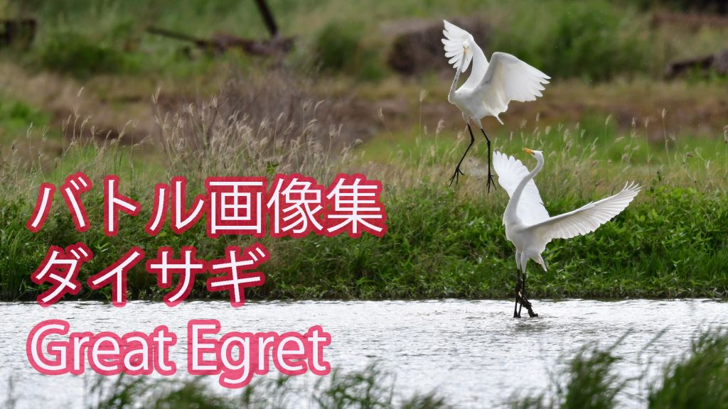 【バトル画像集】 ダイサギ Great Egret