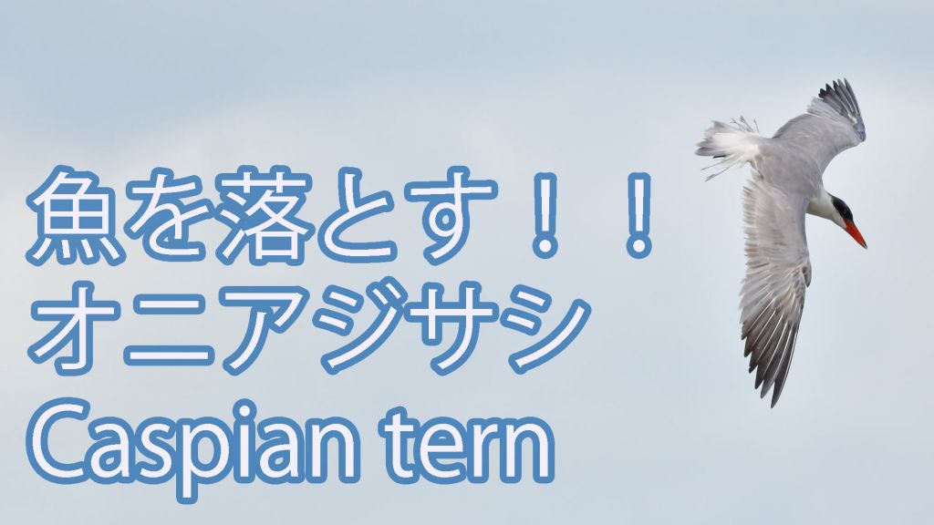 【魚を落とす！！】オニアジサシ Caspian tern
