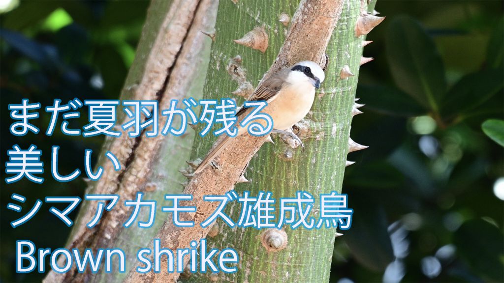 【Brown shrike】 まだ夏羽が残る美しいシマアカモズ雄成鳥！！