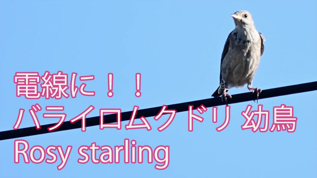 【電線に！！】 バライロムクドリ幼鳥 Rosy starling