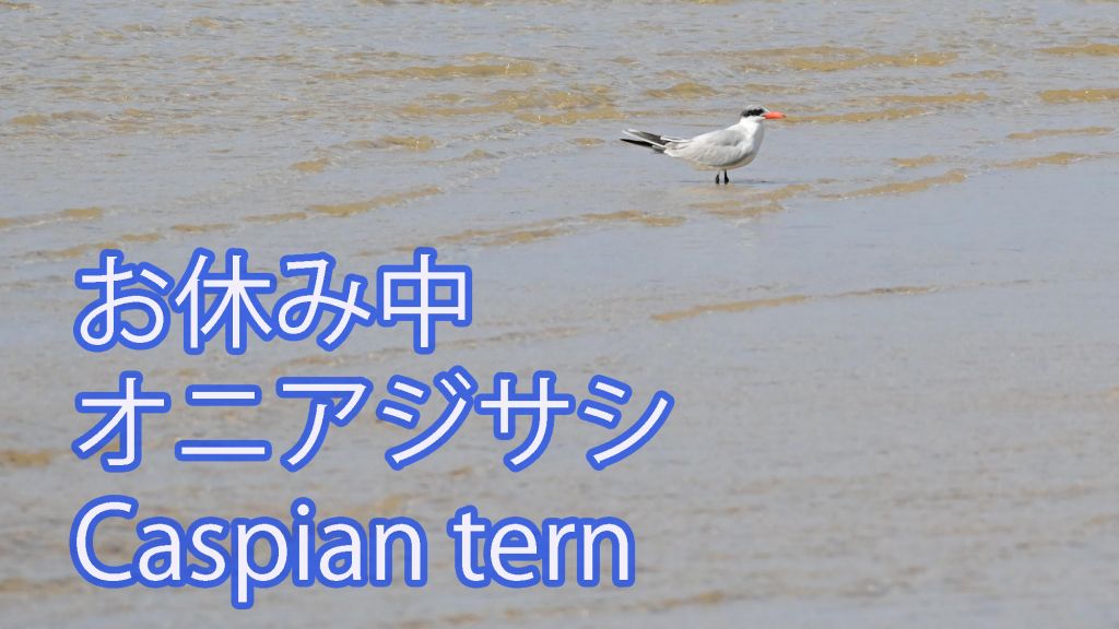 【お休み中】 オニアジサシ Caspian tern