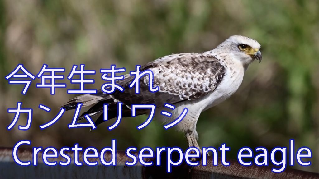 【元気かな？】 今年生まれのカンムリワシ Crested serpent eagle