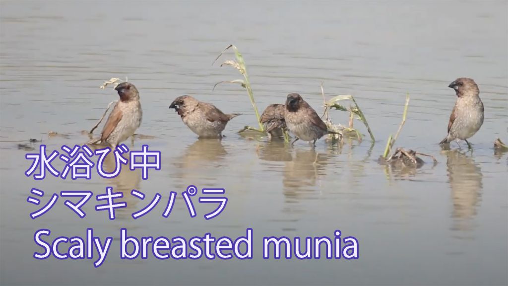 【水浴び中】シマキンパラ Scaly breasted munia