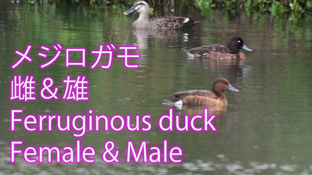 【目が白と黒】 メジロガモ雌＆雄 Ferruginous duck Female & Male