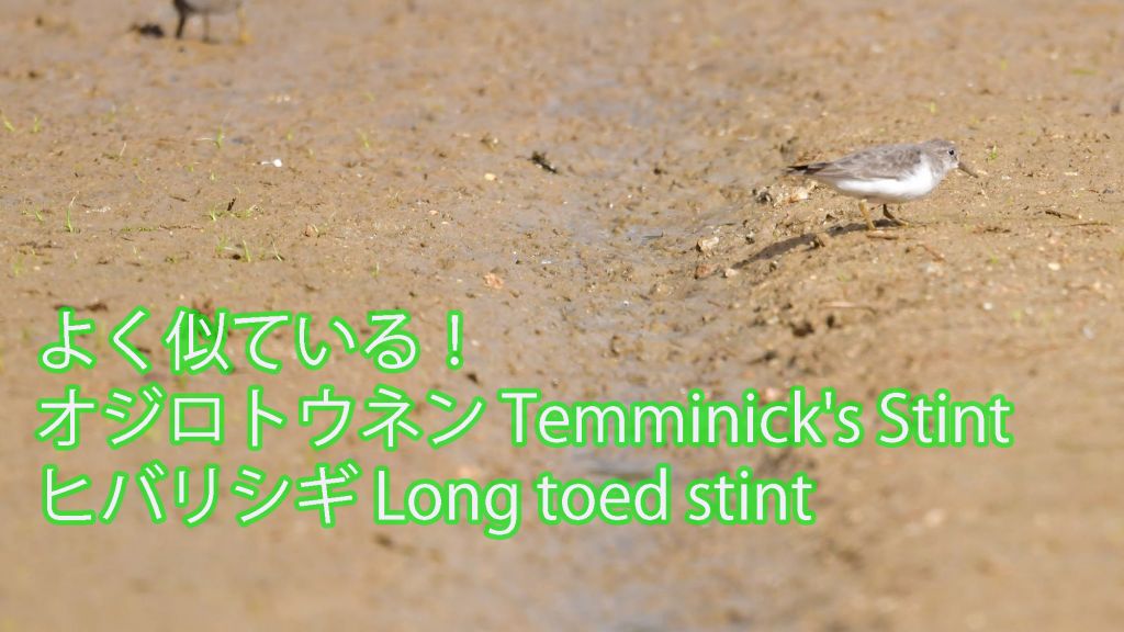 【よく似ている！】 オジロトウネン Temminick's Stint ヒバリシギ Long toed stint