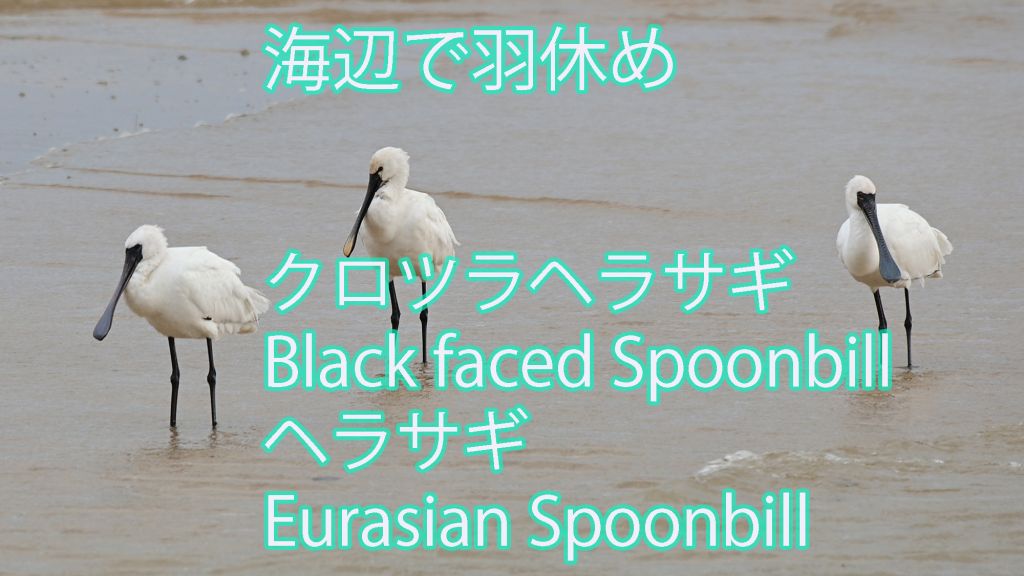 【海辺で羽休め】 クロツラヘラサギ Black faced Spoonbill ヘラサギ Eurasian Spoonbill