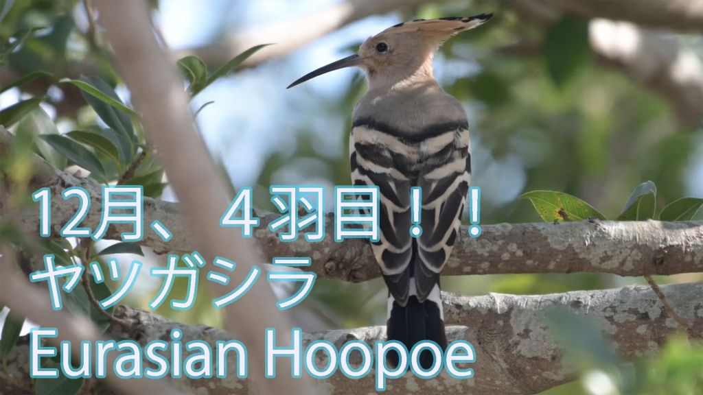 【12月、４羽目！！】 ヤツガシラ Eurasian Hoopoe