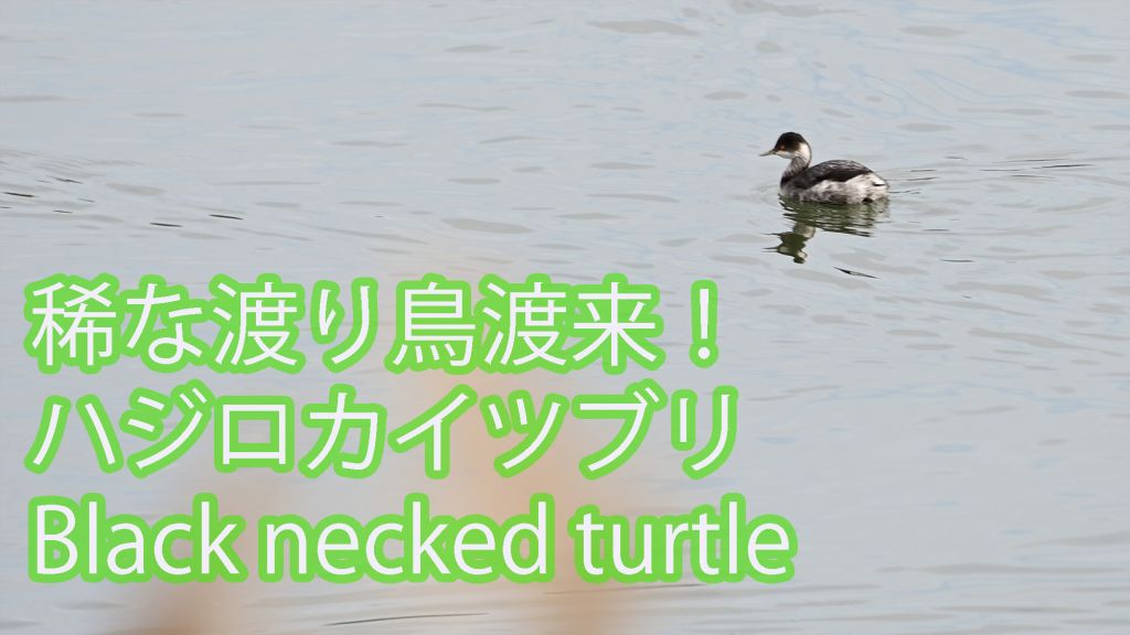 【稀な渡り鳥渡来】石垣島２例目となるハジロカイツブリ Black-necked Grebe