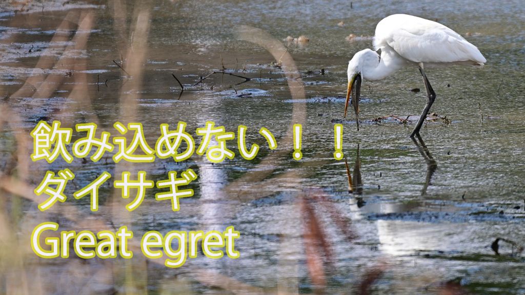 【飲み込めない！！】 ダイサギ Great egret