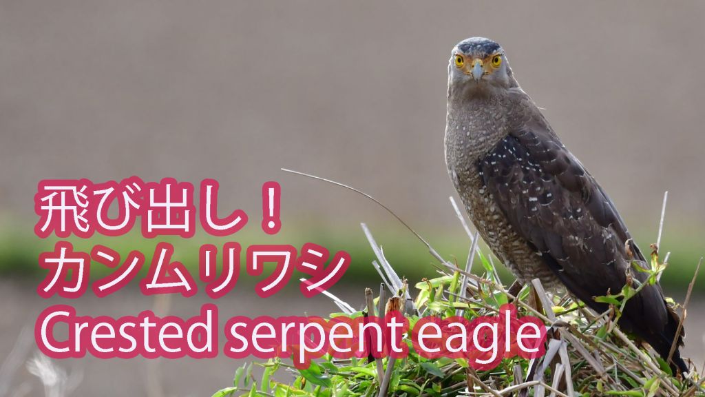 【飛び出し】 カンムリワシ Crested serpent eagle