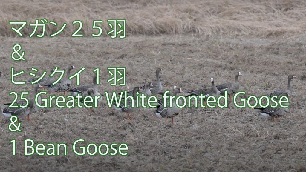 【越冬中】 マガン２５羽＆ヒシクイ１羽  25 Greater White fronted Goose & 1 Bean Goose