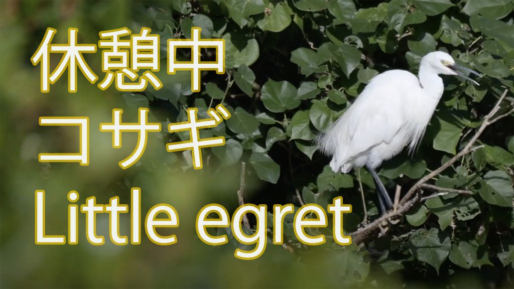 【休憩中】コサギ Little egret