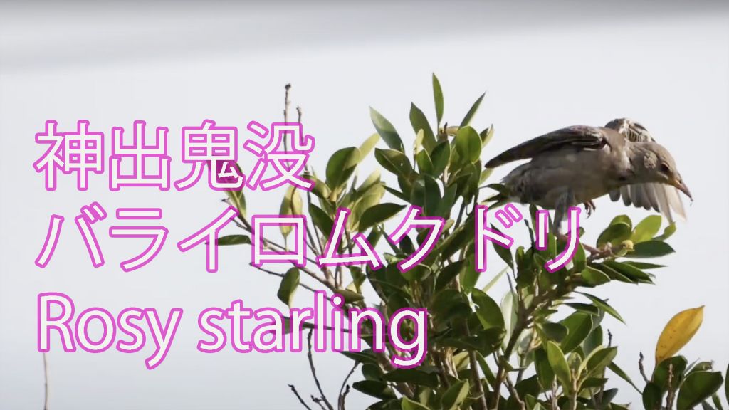 【神出鬼没】バライロムクドリ Rosy starling