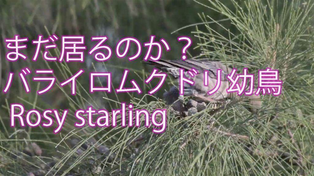 【可愛い幼鳥】バライロムクドリ Rosy starling