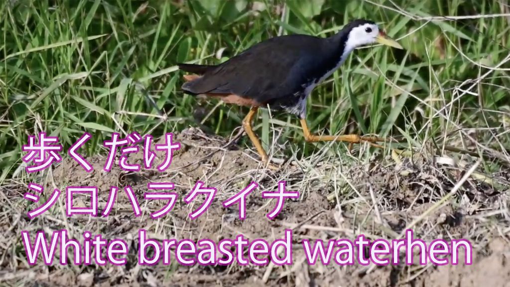 【歩くだけ】 シロハラクイナ White breasted waterhen