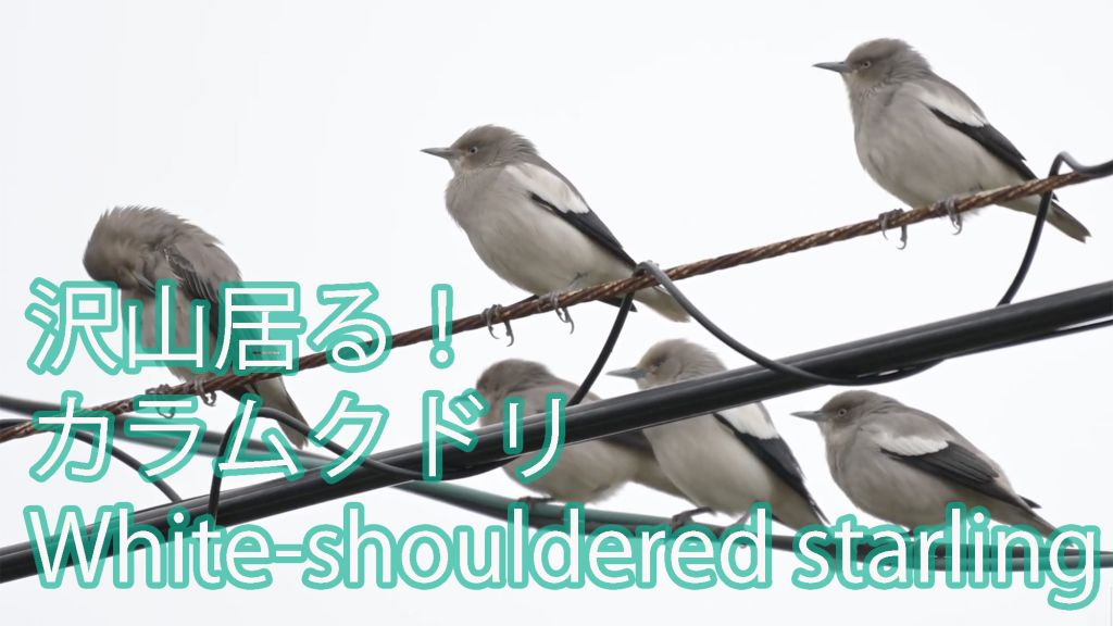 【沢山居る！】 カラムクドリ White-shouldered starling