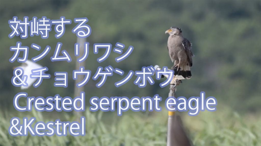 【対峙する】 カンムリワシ＆チョウゲンボウ Crested serpent eagle&Kestrel