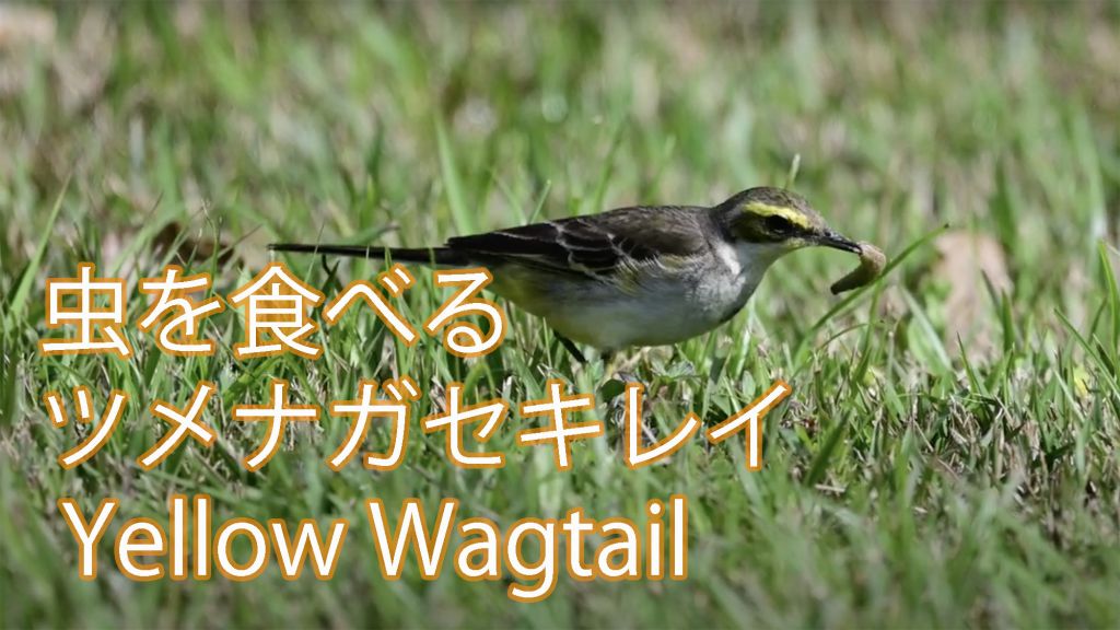 虫を食べる ツメナガセキレイ Yellow Wagtail