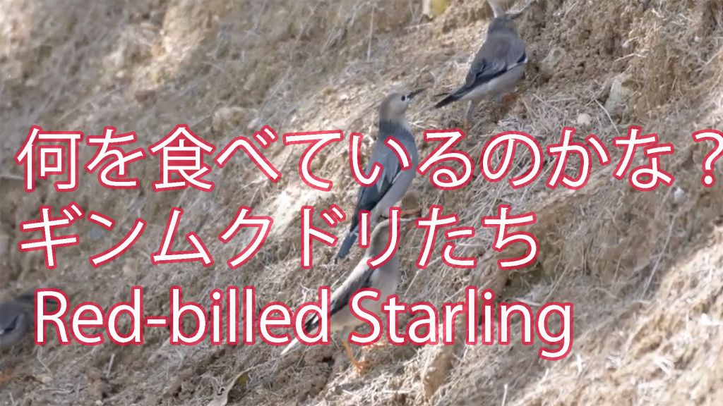 【何を食べているのかな？】ギンムクドリたち Red-billed Starling