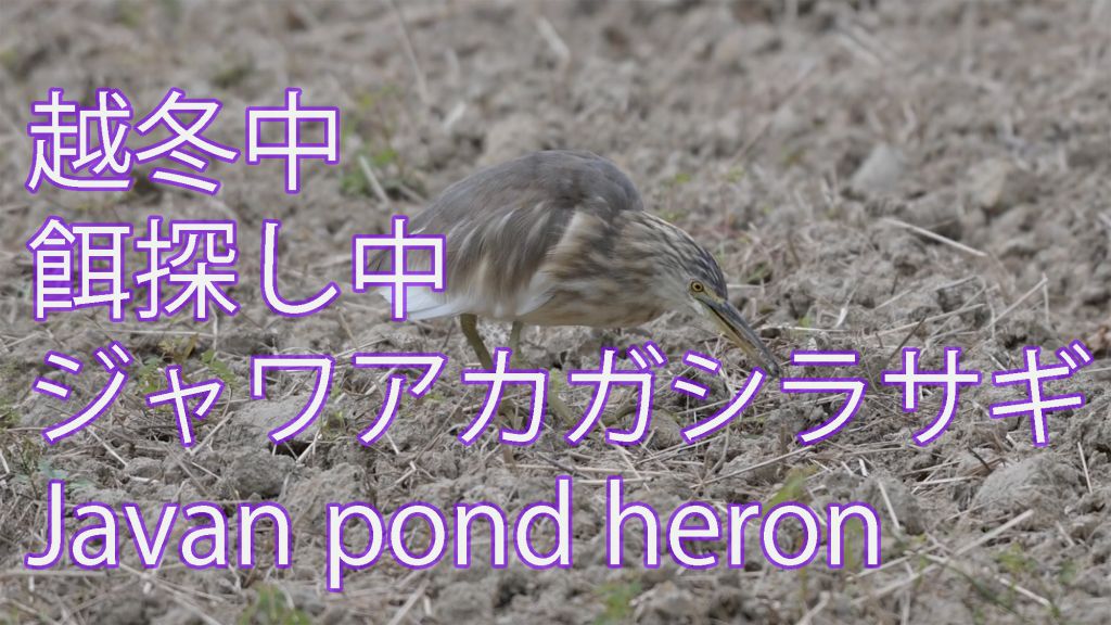 【越冬中・餌探し中】 ジャワアカガシラサギ Javan pond heron