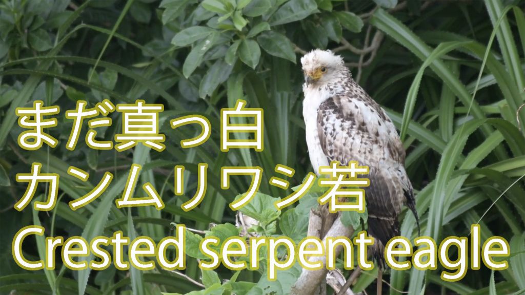 【枝止まり】まだ真っ白のカンムリワシ若 Crested serpent eagle