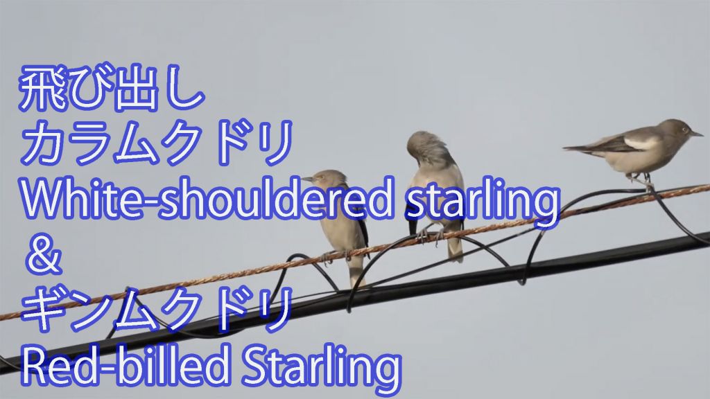 【飛び出し】 カラムクドリ White-shouldered starling＆ギンムクドリ Red-billed Starling