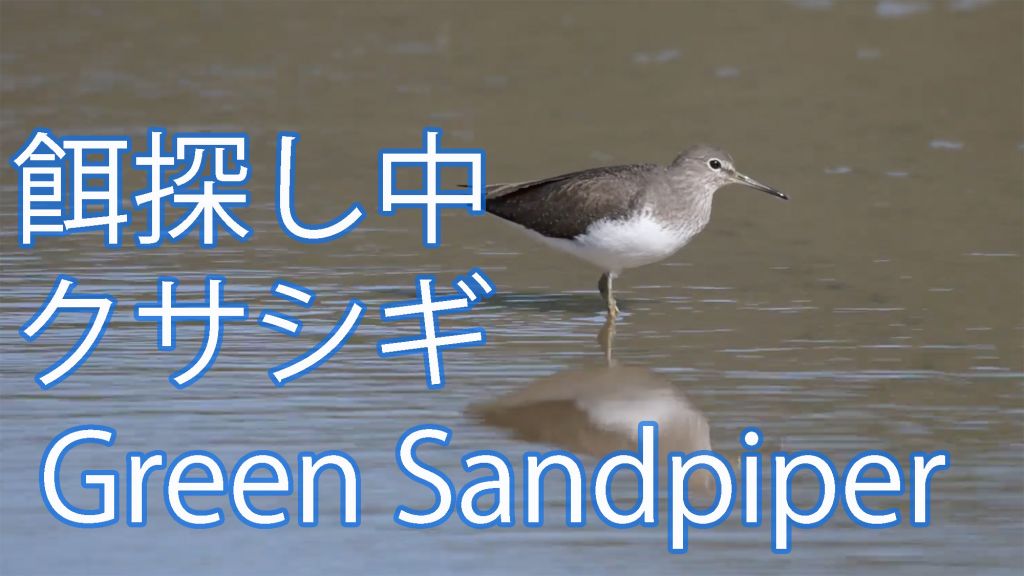 【餌探し中】 クサシギ Green Sandpiper