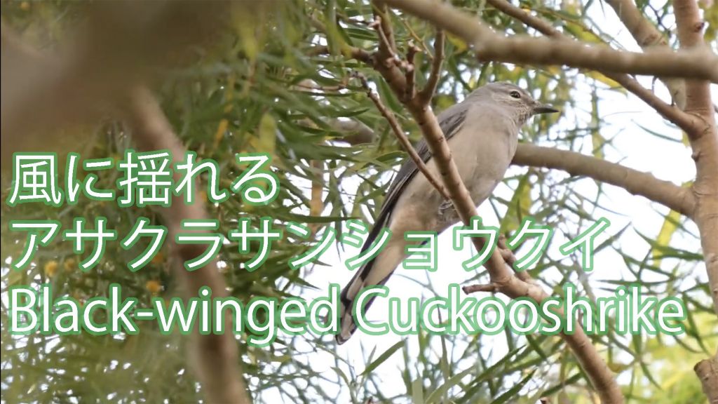 【風に揺れる】 アサクラサンショウクイ Black-winged Cuckooshrike
