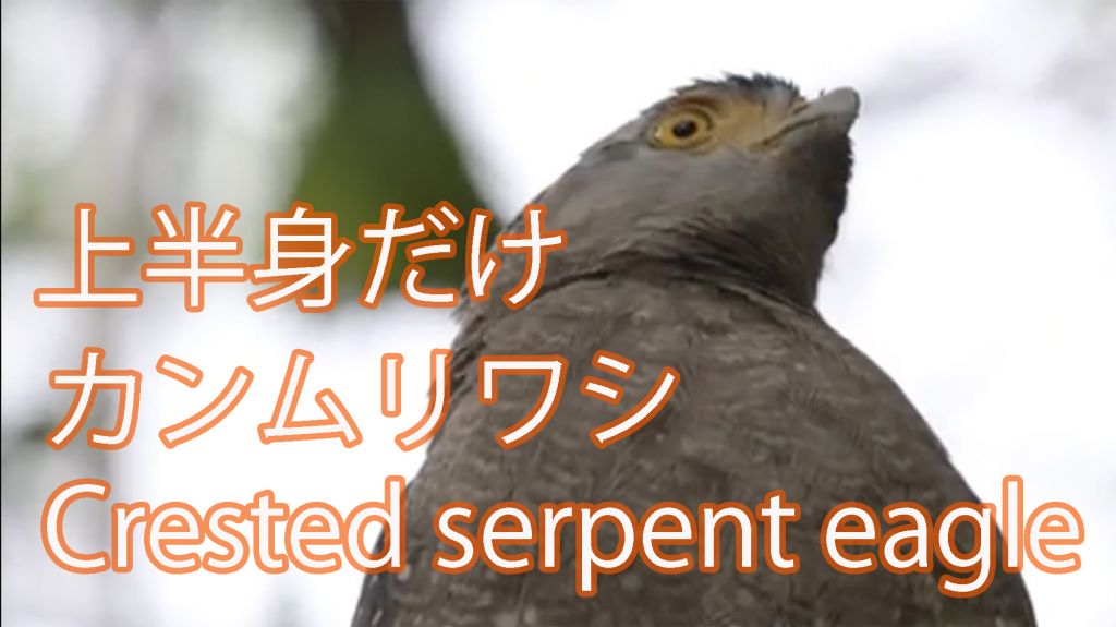 【上半身だけ】 カンムリワシ Crested serpent eagle