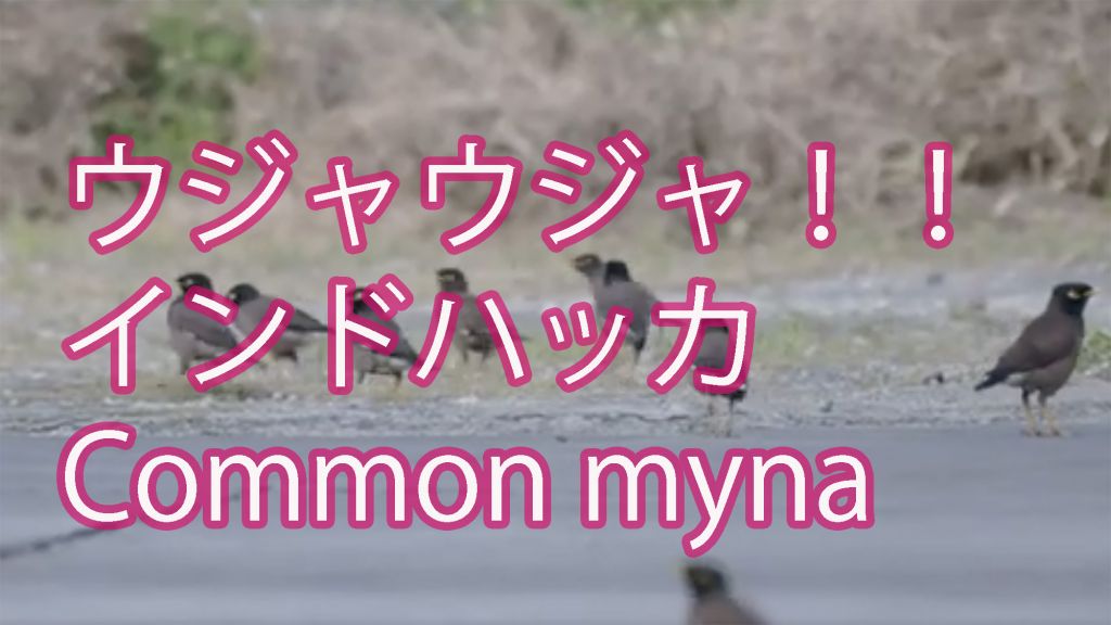 【ウジャウジャ！】インドハッカ Common myna